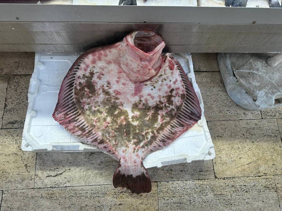 Bu balığa öyle fiyat istediler ki günlerce satılmadı! Tam 11,5 kg ağırlığında, bir aile doyar 1